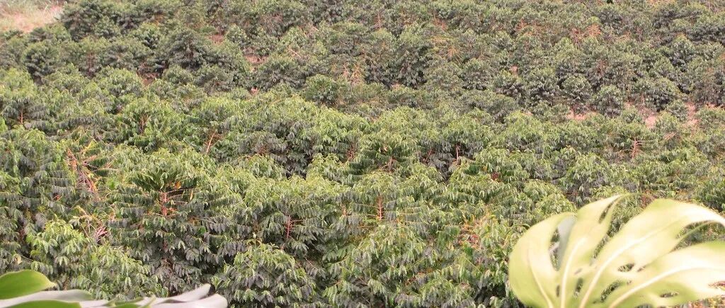 美国夏威夷科纳咖啡产区品种介绍