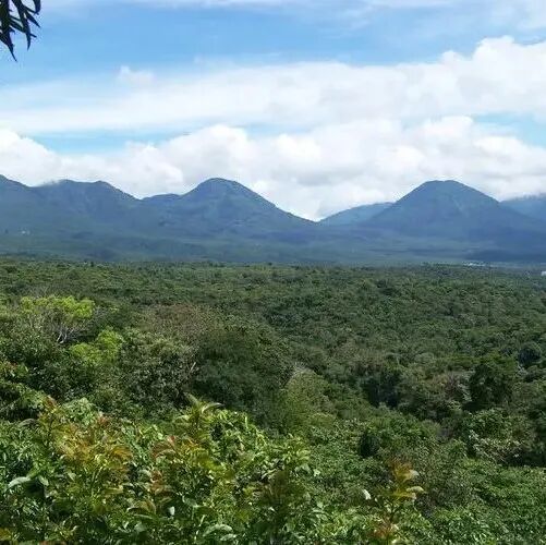 中美洲国家萨尔瓦多咖啡产区、咖啡品种Pacas、Pacamara介绍