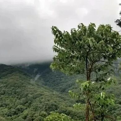 北美洲国家墨西哥咖啡产区种植品种介绍