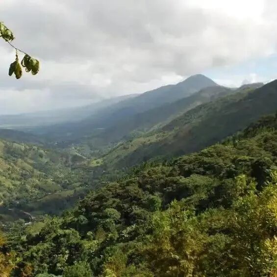 北美洲国家多米尼加咖啡产区种植品种介绍