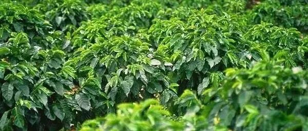 亚洲国家缅甸咖啡产区种植品种产业发展介绍