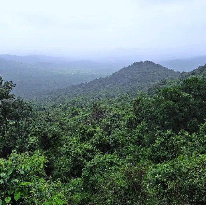 亚洲国家印度咖啡产区种植品种介绍