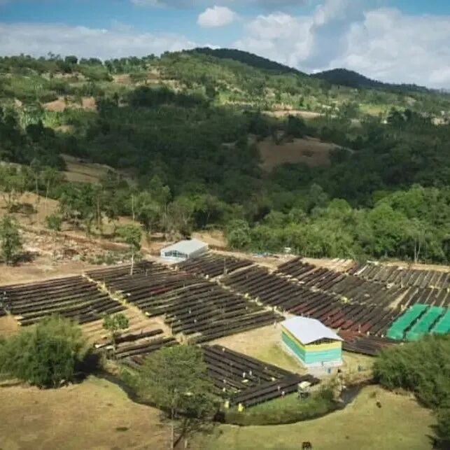 埃塞俄比亚｜西达摩产区班莎地区Alo咖啡豆