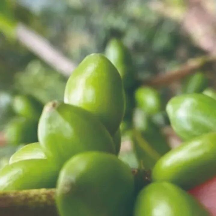 什么是木瓜（Papayo）品种，新咖啡品种木瓜介绍