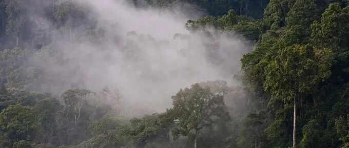 卡法森林——咖啡的起源之地
