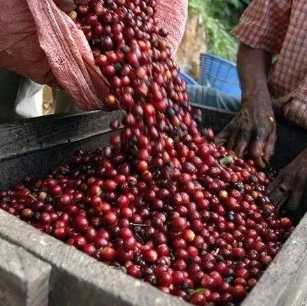 Sidamo还是Sidama？埃塞俄比亚西达摩产区介绍