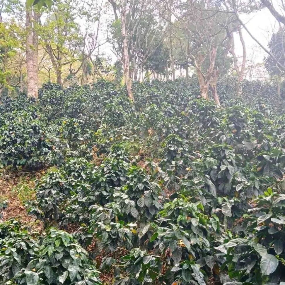 中美洲尼加拉瓜咖啡产区新塞哥维亚介绍