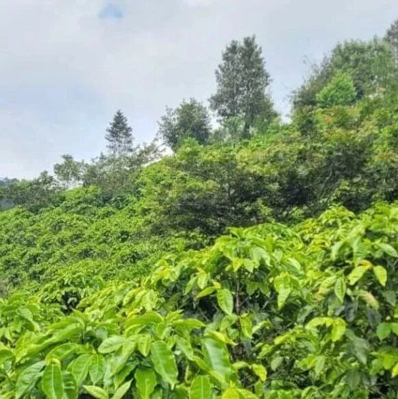 中美洲洪都拉斯咖啡产区巩玛阿瓜介绍