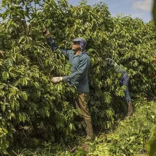 南美洲巴西咖啡产区圣埃斯皮里图州介绍