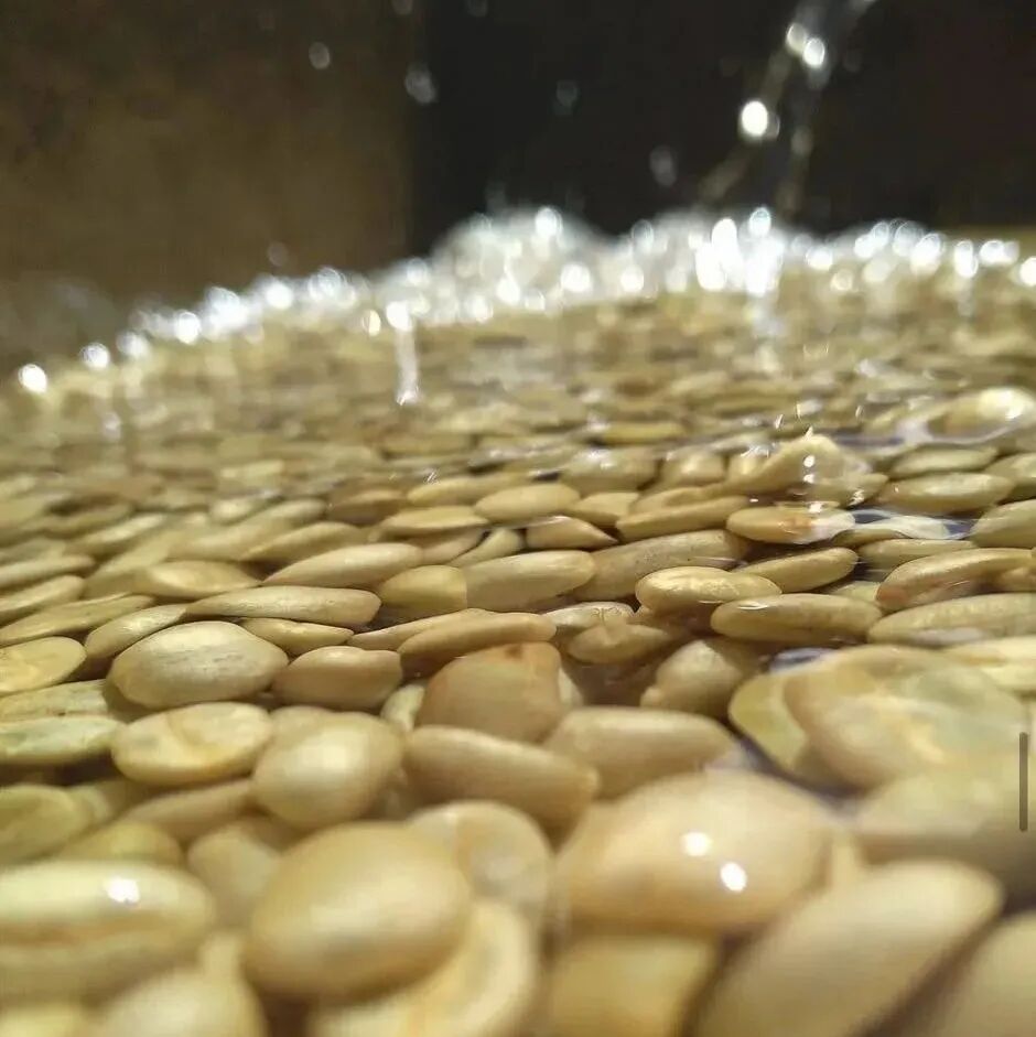水洗之国，肯尼亚咖啡的独到之处，让人迷恋的莓果酸香