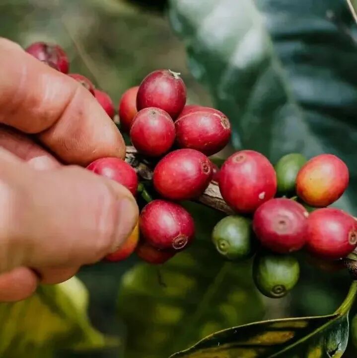 哥伦比亚咖啡四大专属树种：Colombia、Tabi、Castillo、Cenicafé1