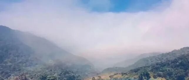巴拿马瑰夏有什么特点？努果庄园有什么特别？