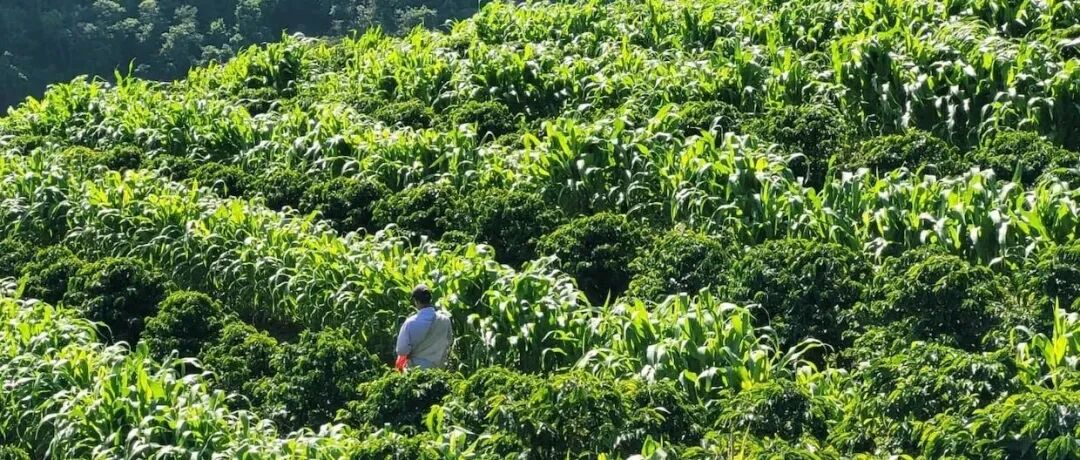 巴西咖啡主要分布在哪里？米纳斯州种植咖啡有什么优势？