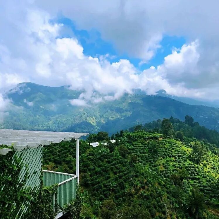 为什么牙买加蓝山咖啡这么贵？