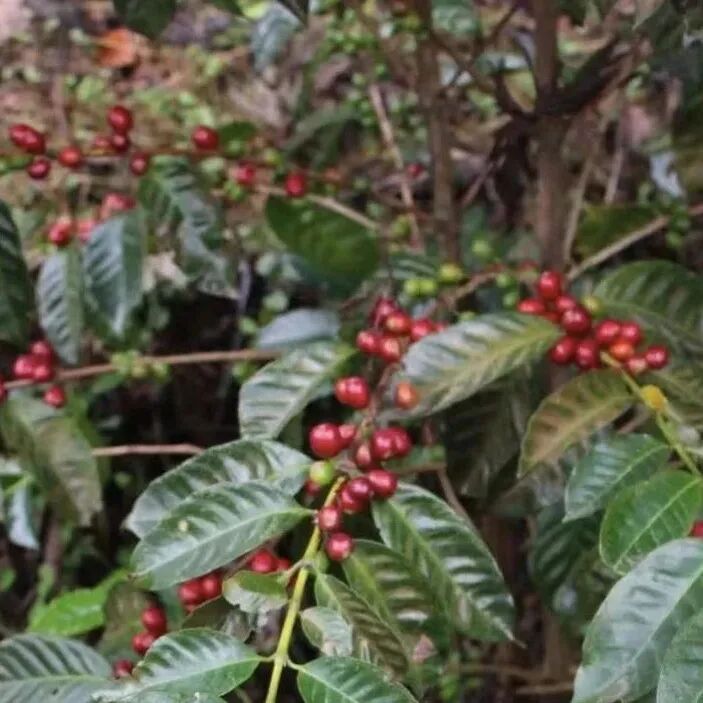 哥斯达黎加和巴拿马种植的瑰夏有什么区别？