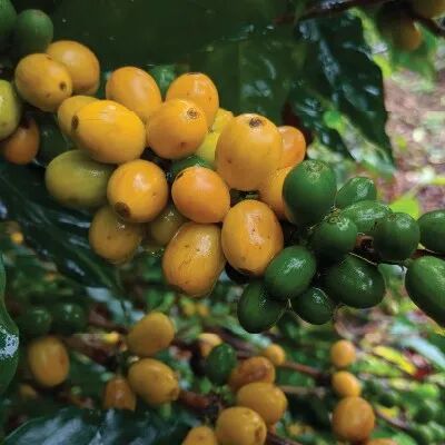 巴西主要种植红波旁吗？为什么黄波旁成熟不是红色？
