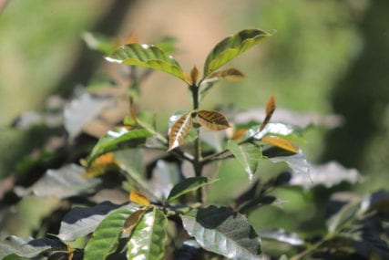 166211417079c50e.jpeg 166211417079c50e.jpeg