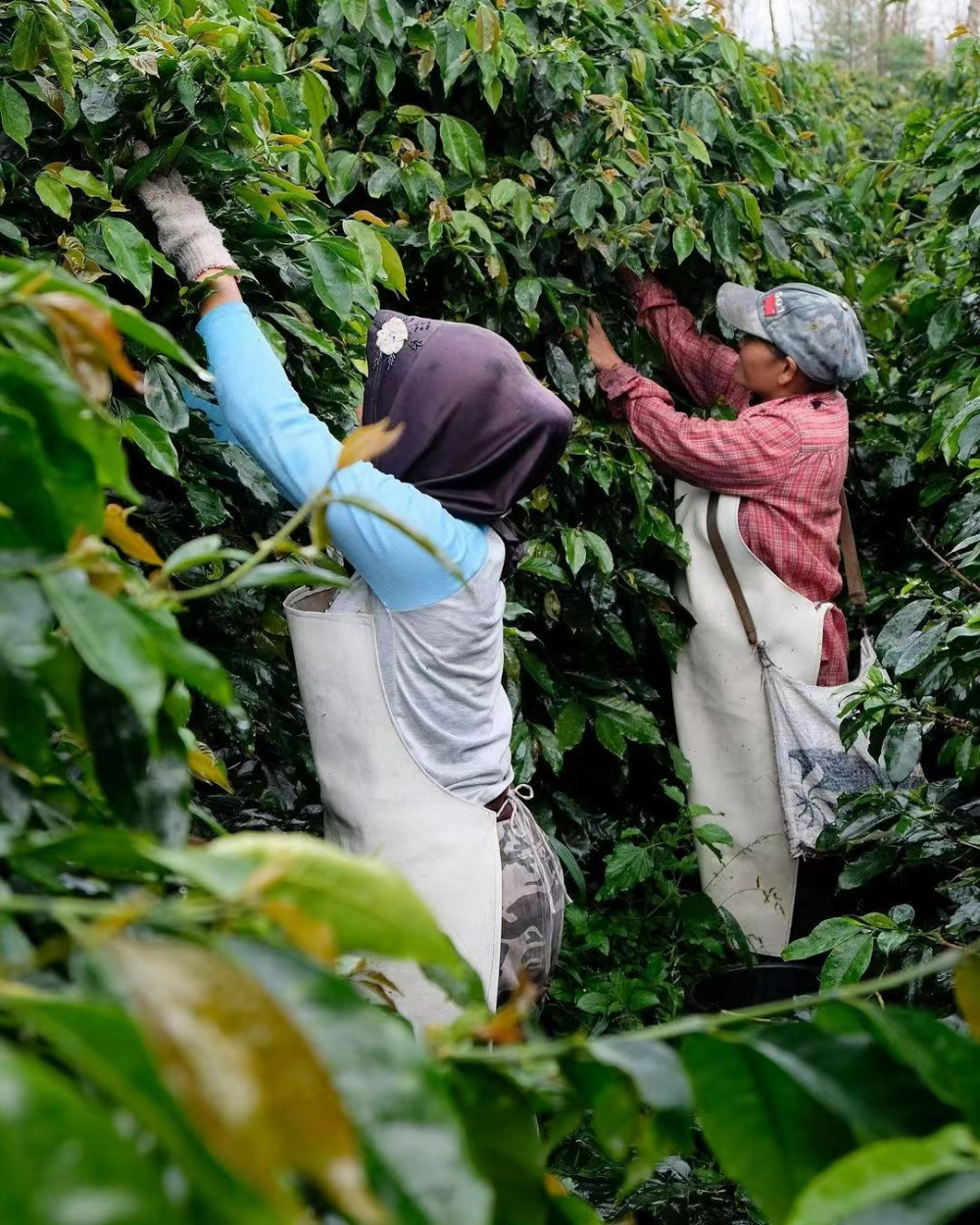 174746142314835c.jpg 174746142314835c.jpg