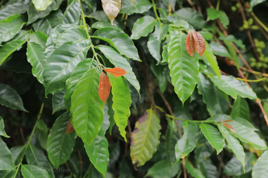 深烘焙咖啡豆推荐｜印度尼西亚咖啡豆三大产区在哪？苏门达腊咖啡特色是什么？曼特宁是咖啡品种吗？