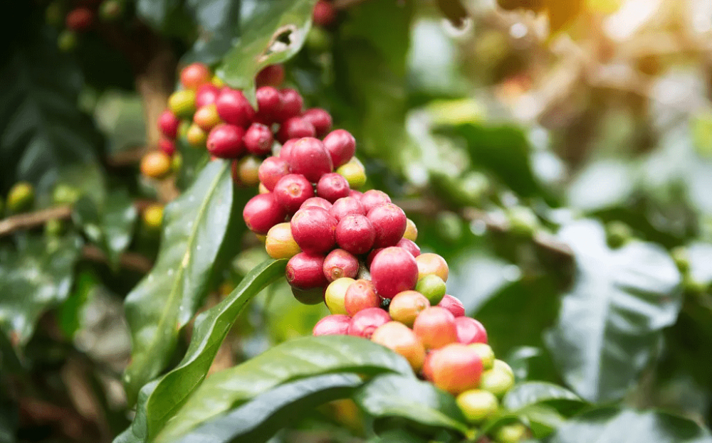 哥伦比亚咖啡价格｜Huila惠兰水洗咖啡豆的风味口感如何？如何冲泡哥伦比亚水洗手冲黑咖啡？