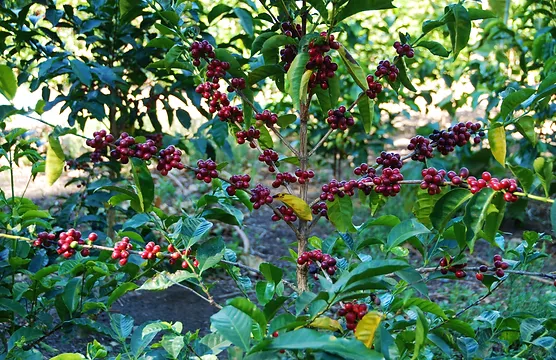 巴拿马瑰夏｜艾丽达庄园绿顶瑰夏咖啡豆品质如何？巴拿马bop冠军瑰夏有哪些风味特点？