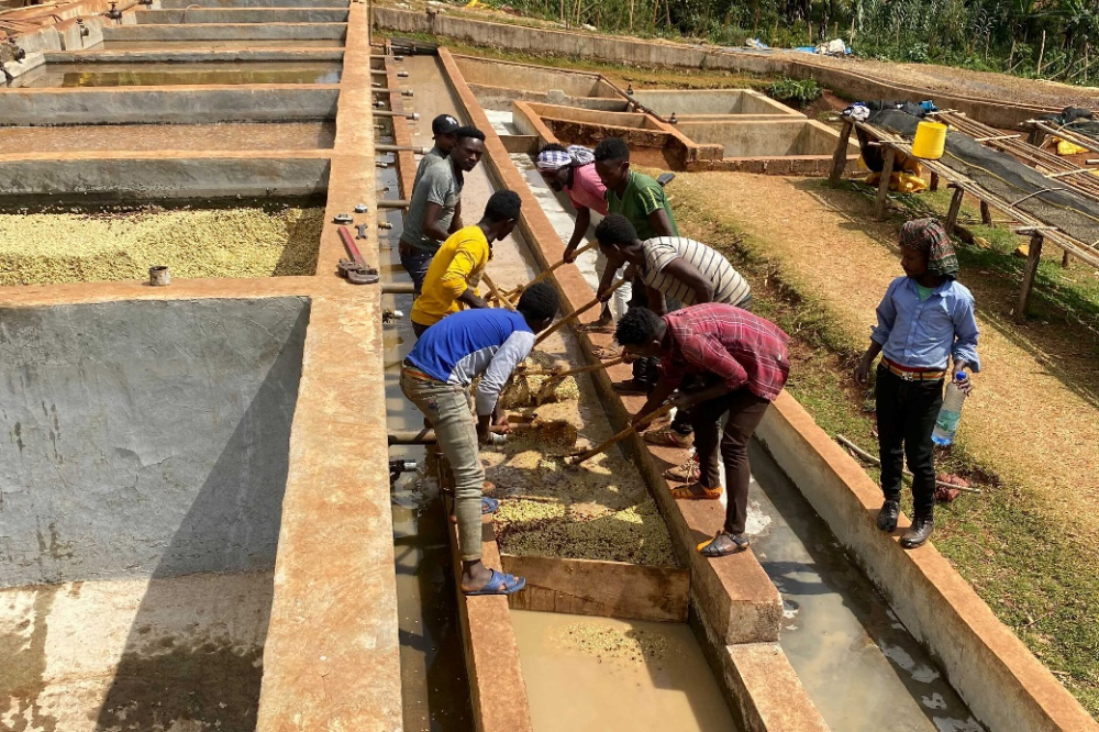 世界十大咖啡排名｜什么牌子咖啡豆最好喝？哪些单品豆知名度高品质好？咖啡新手可以入手哪几款咖啡豆？