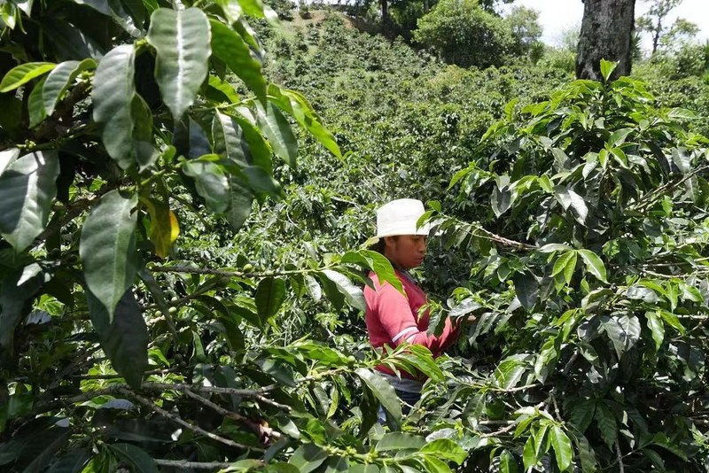 非洲花果、美洲焦糖与亚洲草本，把不同产地风土融进温热牛奶