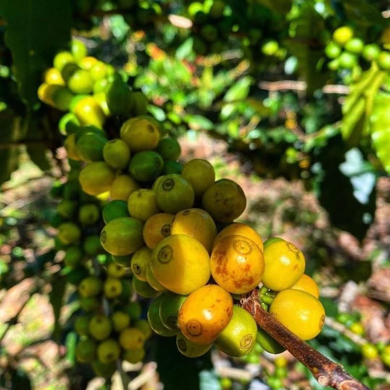 低因手冲总冲得又酸又涩？弄懂酸甜苦溶解顺序，晚间这杯照样甜润