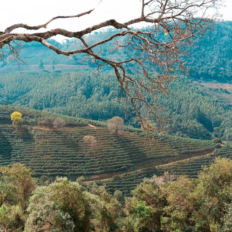 爱喝果酸浓缩看过来！教你分清明亮酸与尖锐酸，喝到满嘴浆果甜